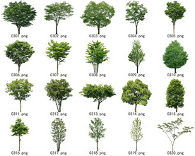 免扣高清景观树常用乔木贴图素材