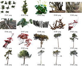 免扣高清景观树常用乔木贴图素材