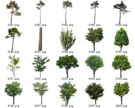 免扣高清景观树常用乔木贴图素材