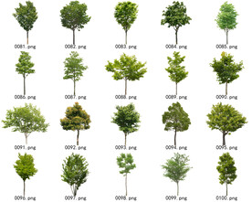 免扣高清景观树常用乔木贴图素材