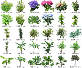 高清树木花卉绿植免抠贴图素材 