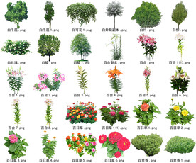 高清树木花卉绿植免抠贴图素材 