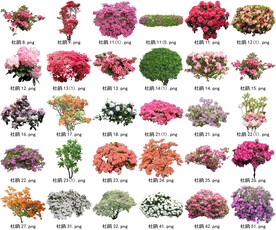 高清树木花卉绿植免抠贴图素材 