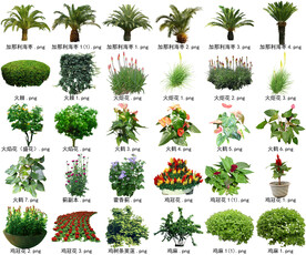 高清树木花卉绿植免抠贴图素材 