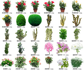 高清树木花卉绿植免抠贴图素材 