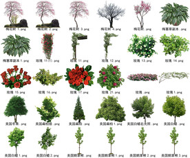 高清树木花卉绿植免抠贴图素材 