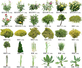高清树木花卉绿植免抠贴图素材 