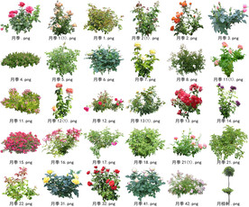 高清树木花卉绿植免抠贴图素材 