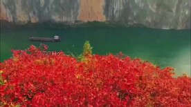 三峡红叶