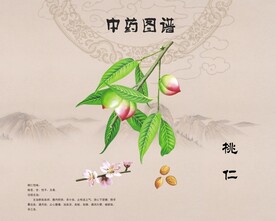 桃仁中药桃仁