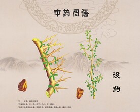 没药