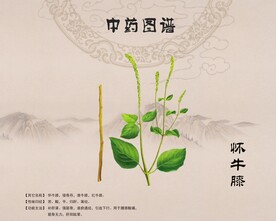 牛膝怀牛膝