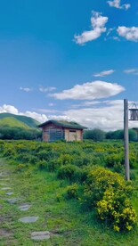 蓝天白云下的草原牛羊群