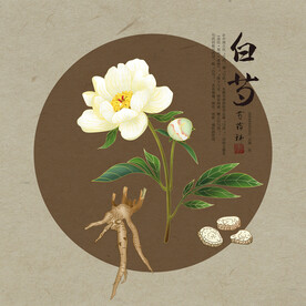 白芍 