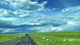 内蒙古呼伦贝尔大草原