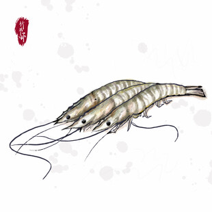 手绘插画舟山竹节虾