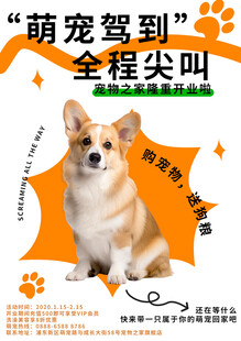 宠物海报宣传设计