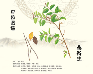 桑寄生中药桑寄生