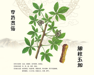 五加皮细柱五加