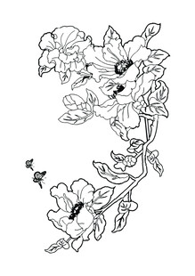 牡丹花线稿