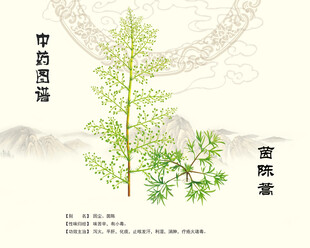 茵陈茵陈蒿