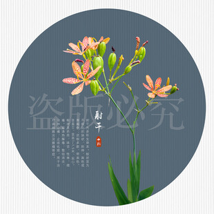 药用植物