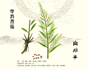 地肤子中药