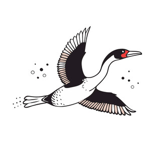 动物鸟飞翔的鸬鹚