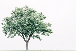 一棵绿树素材-一棵绿树图片-一棵绿树设计模板-昵图网