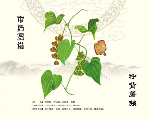 粉背薯蓣土黄连