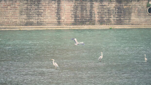 宣传片镜头白鹭