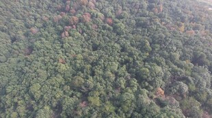 4K高清视频森林航拍