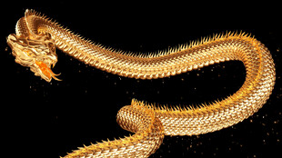 大气金蛇飞舞动画视频带透明通道