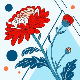 菊花插画