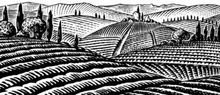 茶山茶叶矢量插画