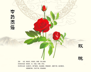 玫瑰中药玫瑰