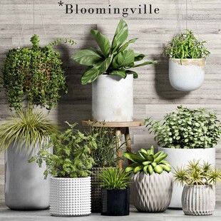 C4D模型 花盆 植物