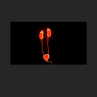 肾X光透视3D动画