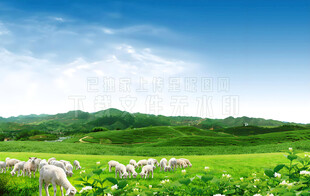 草原羊群