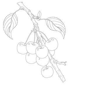 樱桃枝线稿图 矢量图