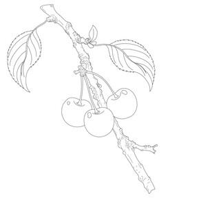 手绘枝头果实线条图 矢量图