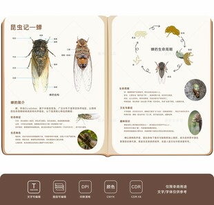 自然角区域角环创昆虫观察蝉