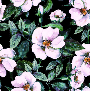 水彩绘粉色蔷薇花卉图案