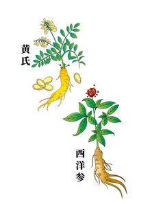 中药材插画  黄氏  西洋参