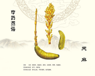 天麻中药材天麻