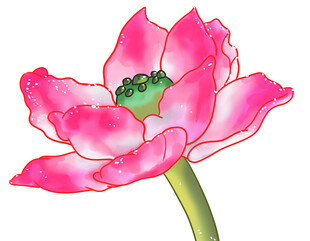 粉色荷花插画