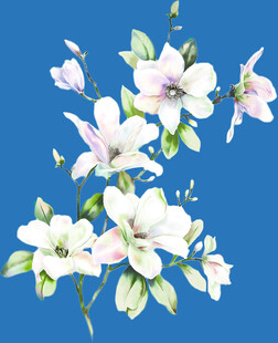 蓝底绽放的清新白色花朵