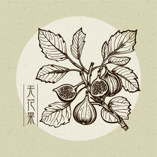 矢量复古风无花果植物插画
