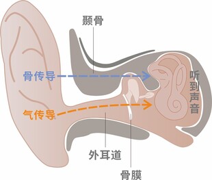 耳道内部结构图分层矢量图
