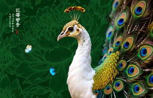 孔雀插画